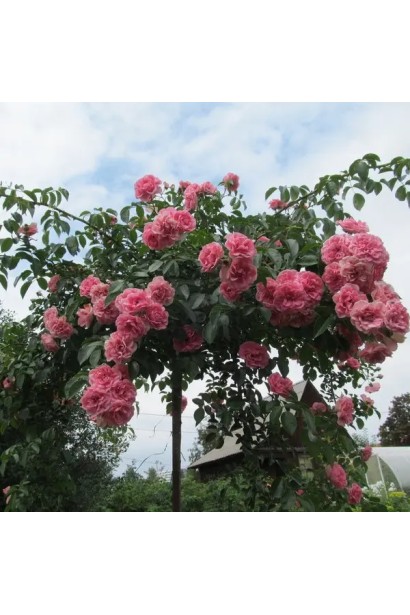 Троянда великоквіткова (рожева) ШТАМБ